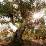 Camminata tra gli olivi, la prima giornata nazionale