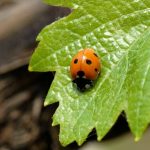 Difesa sostenibile della vite: FEM sulla prestigiosa collana Annual Review of Entomology