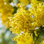 6 italiani su 10 regalo le mimose per l’8 marzo