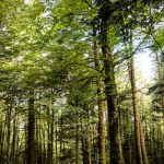 Giornata Internazionale delle foreste: la ricerca del CREA