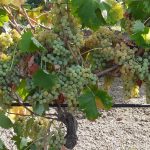 Un Vermentino bio in Sicilia