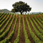 Consorzio Vini Doc Sicilia, passo avanti per la biodiversità viticola siciliana