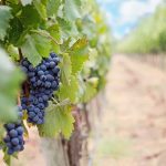 Con il Decreto MIPAAF Italia è capofila UE del vino sostenibile
