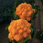 Dalla ricerca Crea il Cavolfiore romanesco arancione unico candidato italiano a Fruit Logistica