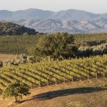 Montecucco Doc e Docg si fa sempre più largo nel grande panorama vitivinicolo mondiale