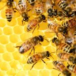 Giornata mondiale delle api, sondaggio vita in campagna: il millefiori è il miele preferito dagli italiani.