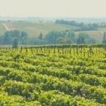 Go Wine Campus – dal 20 al 23 luglio 2022 nella Langa del Barolo