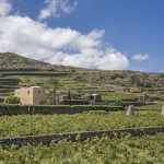 Il “Cammino di Khamma” a Donnafugata per scoprire la biodiversità di Pantelleria