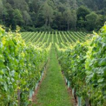 Müller Thurgau, sono i “tioli varietali” che rendono unico l’aroma di questo vino