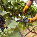 Terminata la vendemmia 2022 per il Primitivo di Manduria: ottimo grado zuccherino, ottima qualità e grande ricchezza di profumi e colori