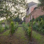 Il Vigneto del Colosseo entra a far parte di Iter Vitis, Itinerario Culturale del Consiglio d’Europa