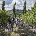 Cantine Aperte in Vendemmia a settembre e ottobre nelle cantine associate