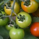 Due nuovi Presìdi Slow Food: il pomodorino siccagno di Zagarise e l’arancia belladonna di San Giuseppe