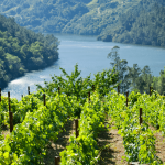 #Vino&Terroir: eroi delle montagne