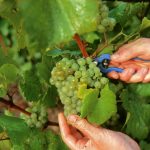 Vendemmia in Champagne: un’annata perfetta