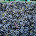 15^ Giornata vite e vino, focus su flavescenza dorata e prospettive della vendemmia