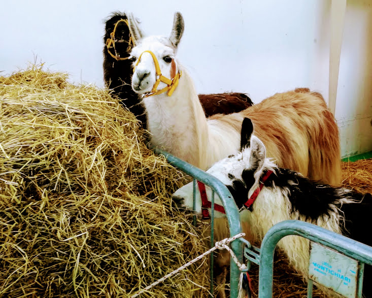 Fiera di Vita in Campagna