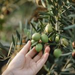 Sol&Agrifood presenta il webinar “Evoo Days approda sul web con un focus sulla potatura dell’olivo”
