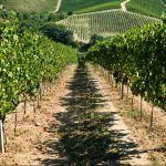 Da fiaba a vino: Il Conte Villa Prandone presenta Belva di terra