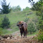 World Wildlife Day,oltre 4000 gli animali salvati da zoo e acquari d’Italia