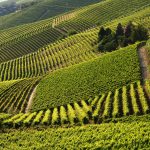 Consorzio Barbera d’Asti e Vini del Monferrato presente al Vinitaly