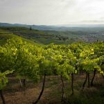 Le Colline Vitate del Soave entrano nell’Associazione PRIS