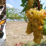 Malvasia e… Rassegna enogastronomica dedicata a uno dei vitigni d’eccellenza dell’Emilia
