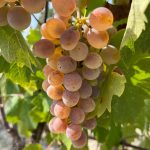 Baratuciat, vitigno in cam(m)ino tra Valsusa, Langhe e Monferrato