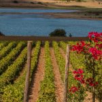 Grillo Doc Sicilia come vino ideale dell’estate