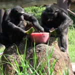 Caldo estivo, ecco come collaborano gli scimpanzé per trovare refrigerio
