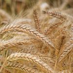 Raccolto grano duro 2023: una qualità penalizzata dagli eventi climatici