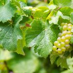 UIV: Scure peronospora sulla vendemmia. cali fino al 40%