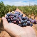 Movimento Turismo del Vino Italia