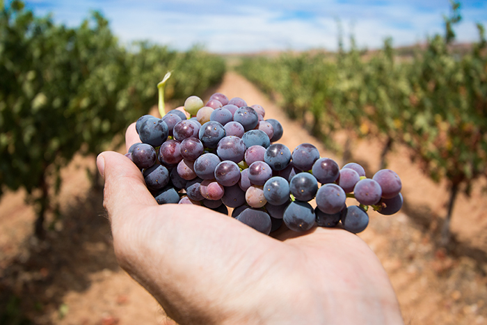 Movimento Turismo del Vino Italia