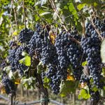 È iniziata la vendemmia per la Doc e Docg Montecucco