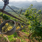 Vendemmia 2023: i produttori concentrati sulla qualità