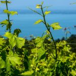 A Corciano Castello di Vino protagonista è il Trasimeno Gamay