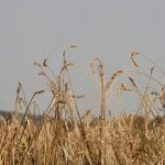 Un nuovo Presidio Slow Food in Campania: benvenuto al grano marzellina!