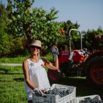 Profumi di Mosto da record: 28 cantine aperte in Valtènesi domenica 8 ottobre per la 22esima edizione