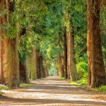 Più alberi nel Lazio per un’aria più pulita: il contributo del CREA al progetto Ossigeno