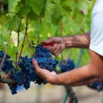 Le prospettive e le sfide del vino italiano nel mondo: la seconda edizione di Wine Agenda di Federvini