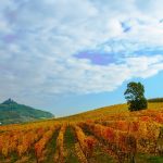 Il Consorzio Barbera d’Asti e Vini del Monferrato affronta il tema del cambiamento climatico