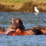 Quando a Roma c’erano gli ippopotami