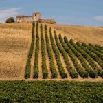 Consorzio Doc Sicilia, walk around tasting e seminari