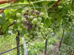 Viticoltura, un passo avanti verso la difesa sostenibile dalle malattie fungine