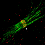 Ricerca: TIP60, la centralina mutiproteica che “viaggia” all’interno delle cellule per garantirne la corretta replicazione
