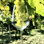 Guida Vini d’Italia 2026: i “Tre Bicchieri” vanno a sette Soave