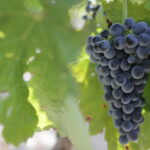 Nero d’Avola, simbolo autentico della Sicilia