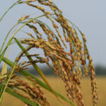 Slow Food lancia il manifesto Slow Rice