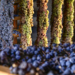 Il Recioto della Valpolicella è Presidio Slow Food